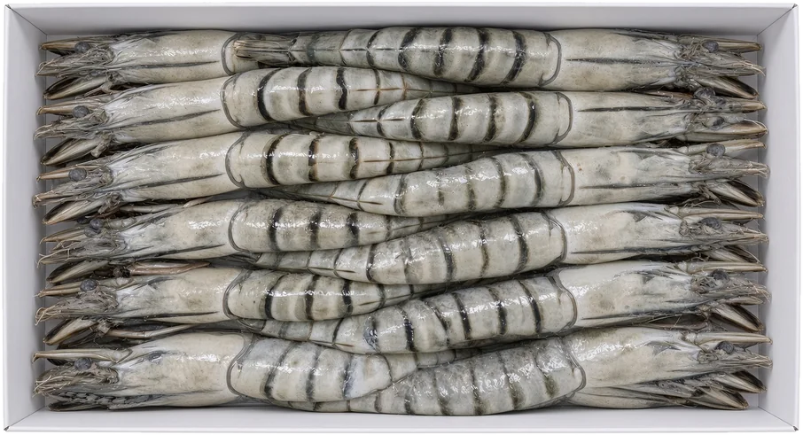 ARFISH Silver gamba’s met kop
